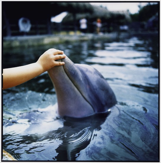 Delfin